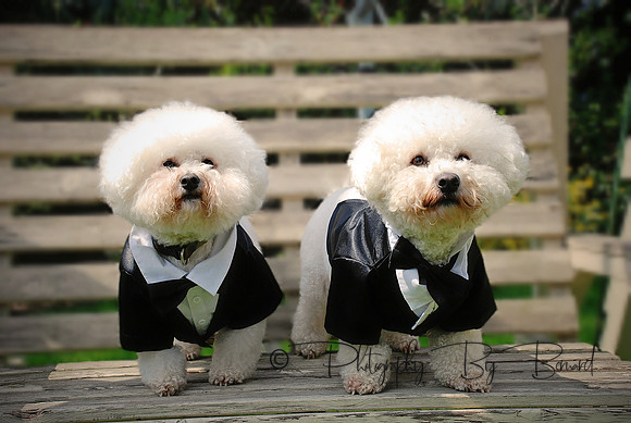 Wedding dogs