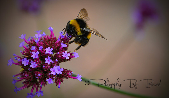 bee